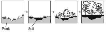 ecology, succession, change of ecosystems over time fig: lenv12013-exam_g6.png